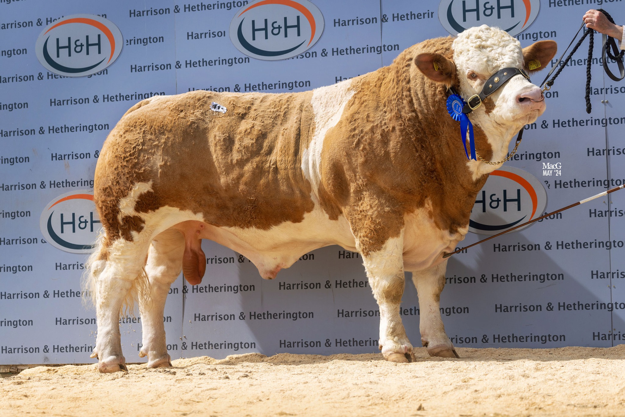 British Simmental... - British Simmental Cattle Society