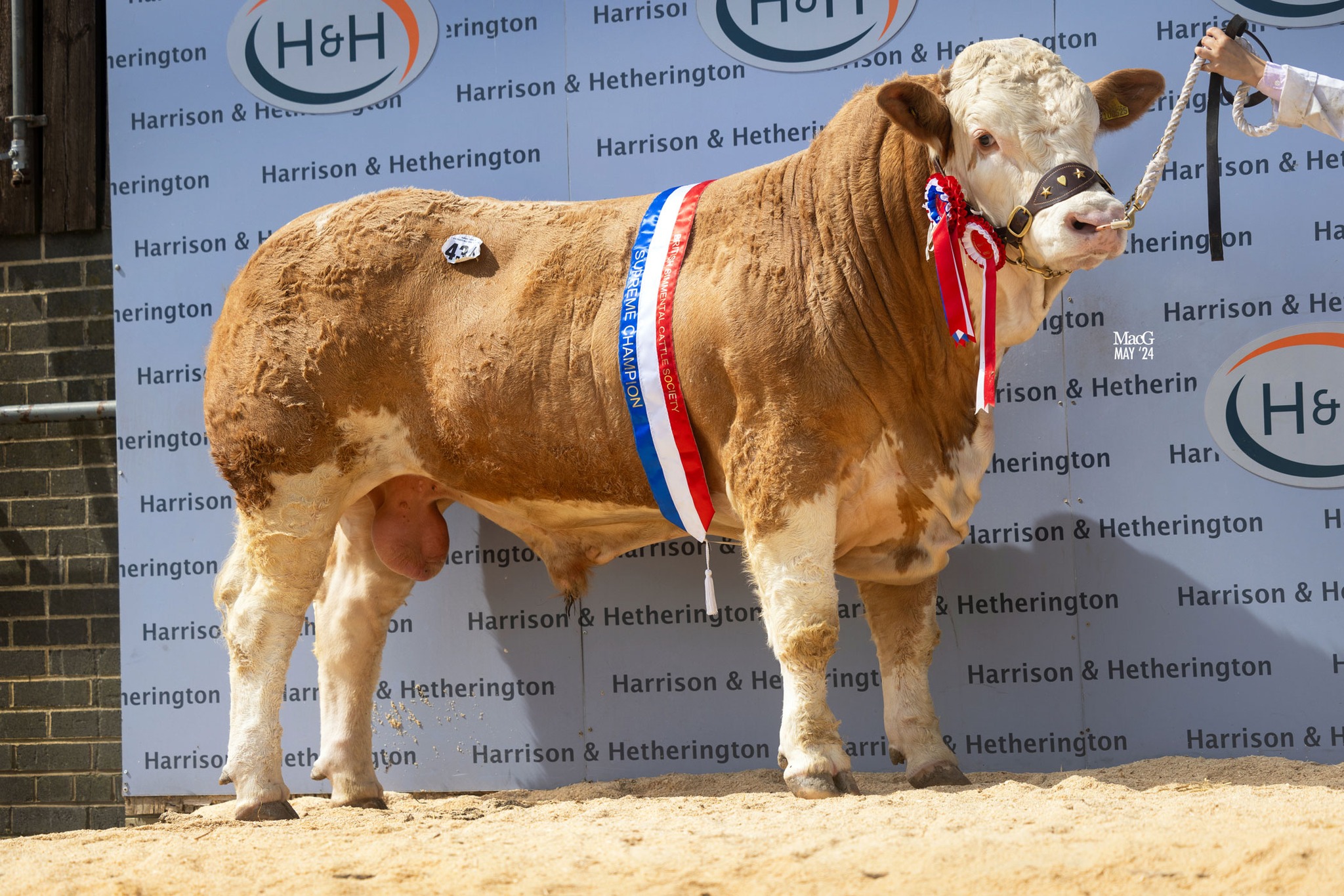British Simmental Cattle Society | Kenilworth