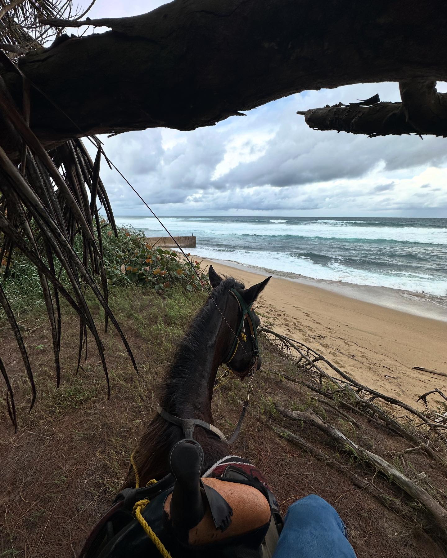 Tropical Trail Rides - Isabela | Jobos