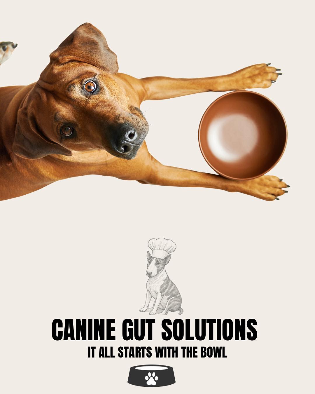 Gallery Detail: Canine Gut Solutions