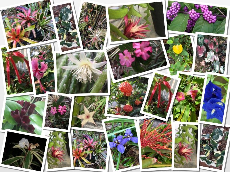 Plants R Us | Pinellas Park FL