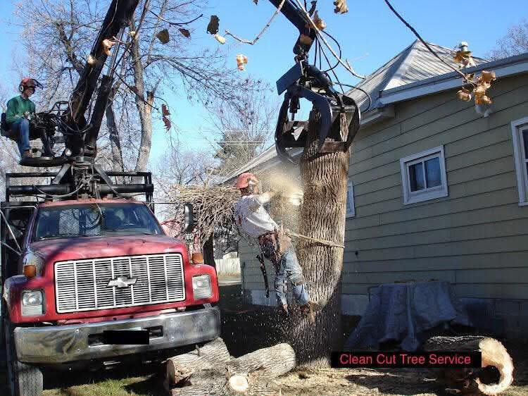 Clean Cut Tree Service | Prole IA