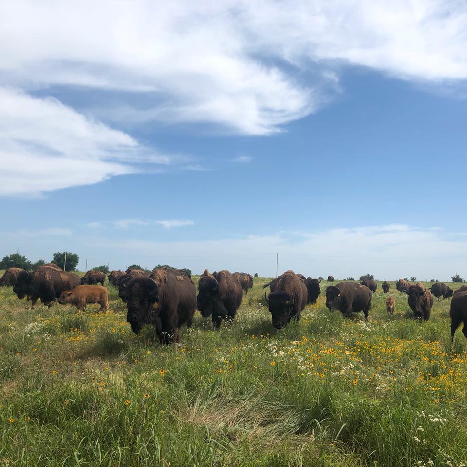 Four Mile Ranch | Andover KS