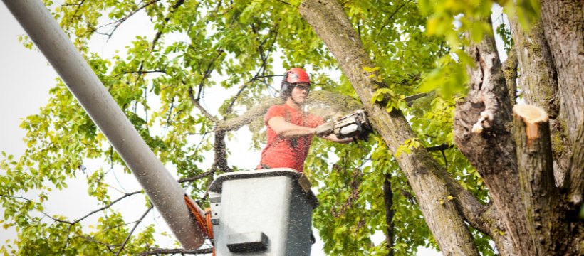 Clean Cut Tree Removal | Calhoun GA