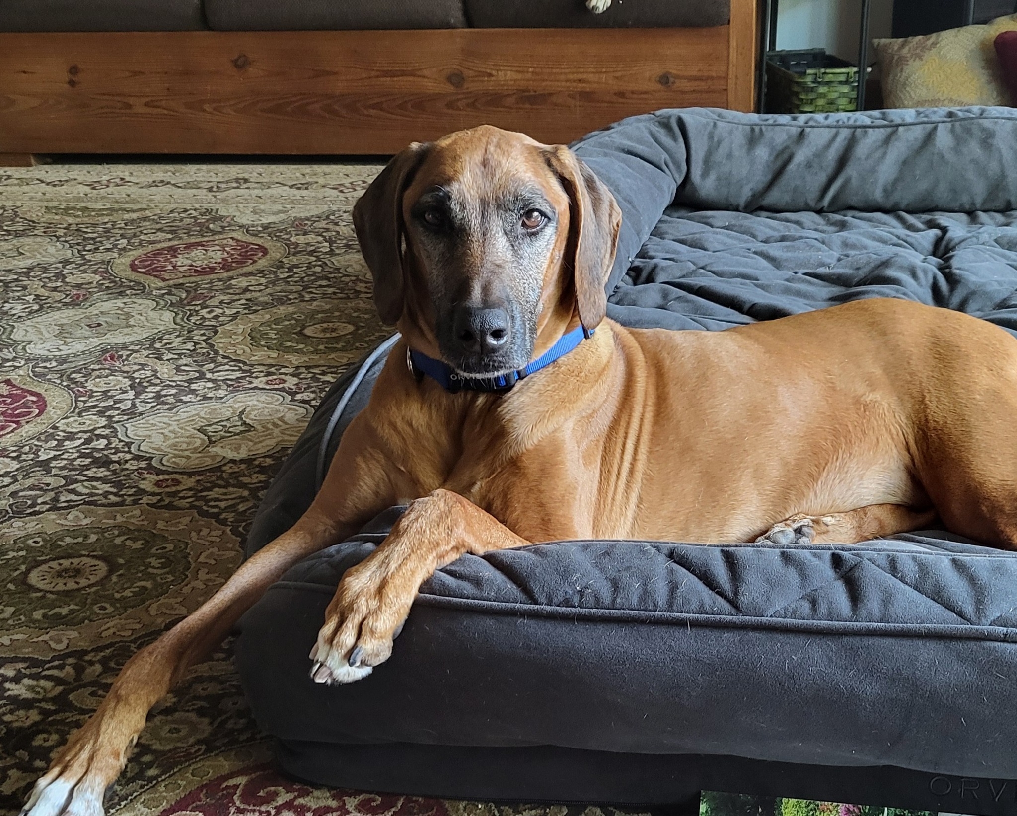 RRCUS - Rhodesian Ridgeback Club of the United States | My girl, Tamba ...