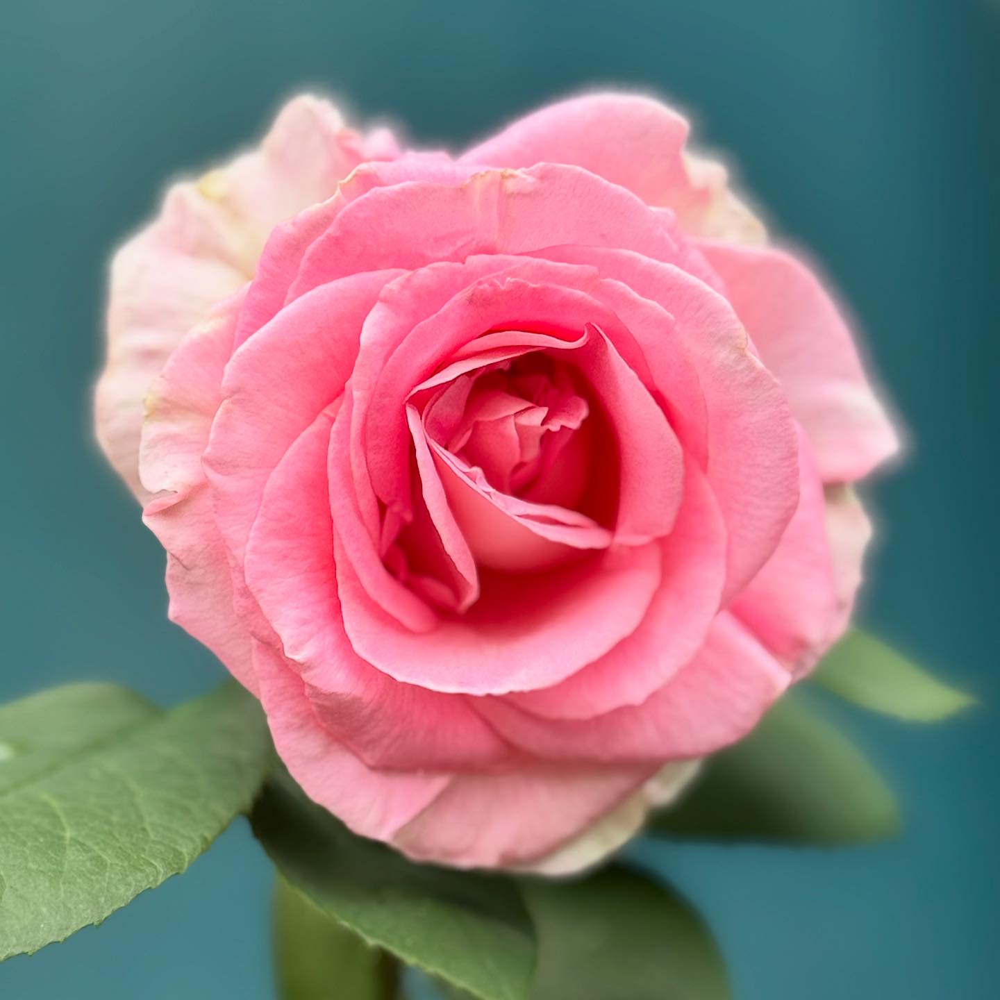 Introducing the 2026 Portland Rose Festival Official Rose, As You
