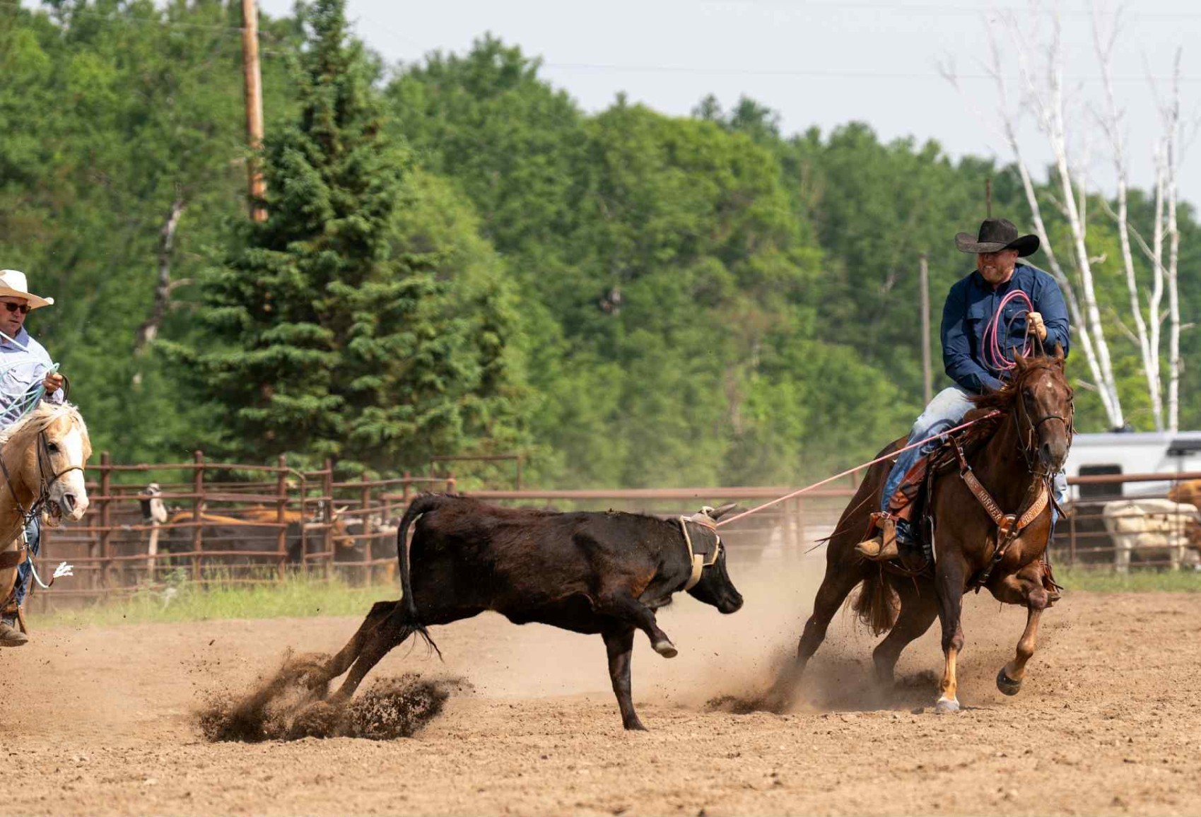 Ranch - Mojo - 4 Year Old 15.2hh Sorrel AQHA Gelding - Finished Ranch ...