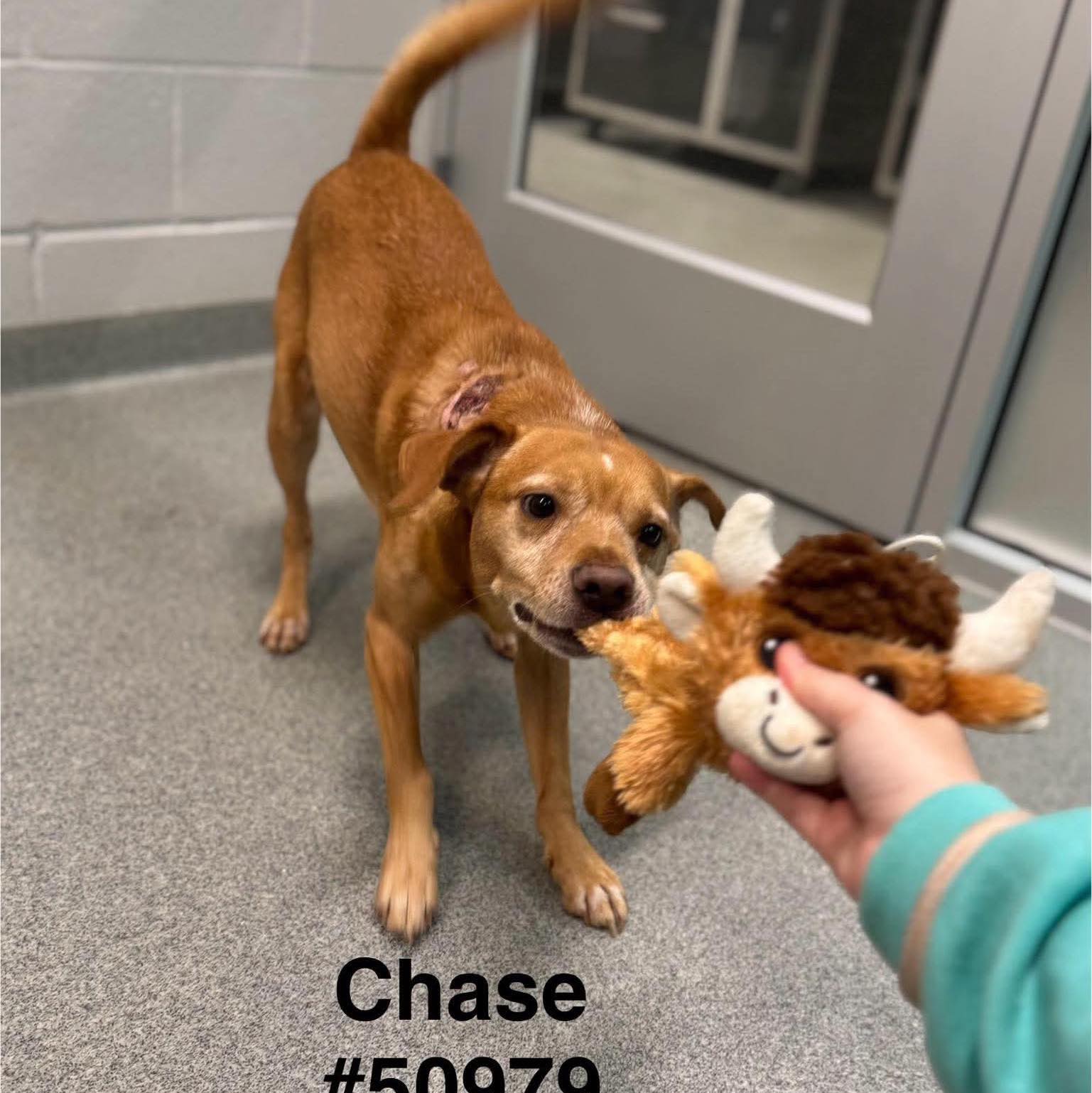 RESCUED BY Best Friend Pet Adoption!! 🎉🎉🎉 SWEET JET HAS RESCUE ...