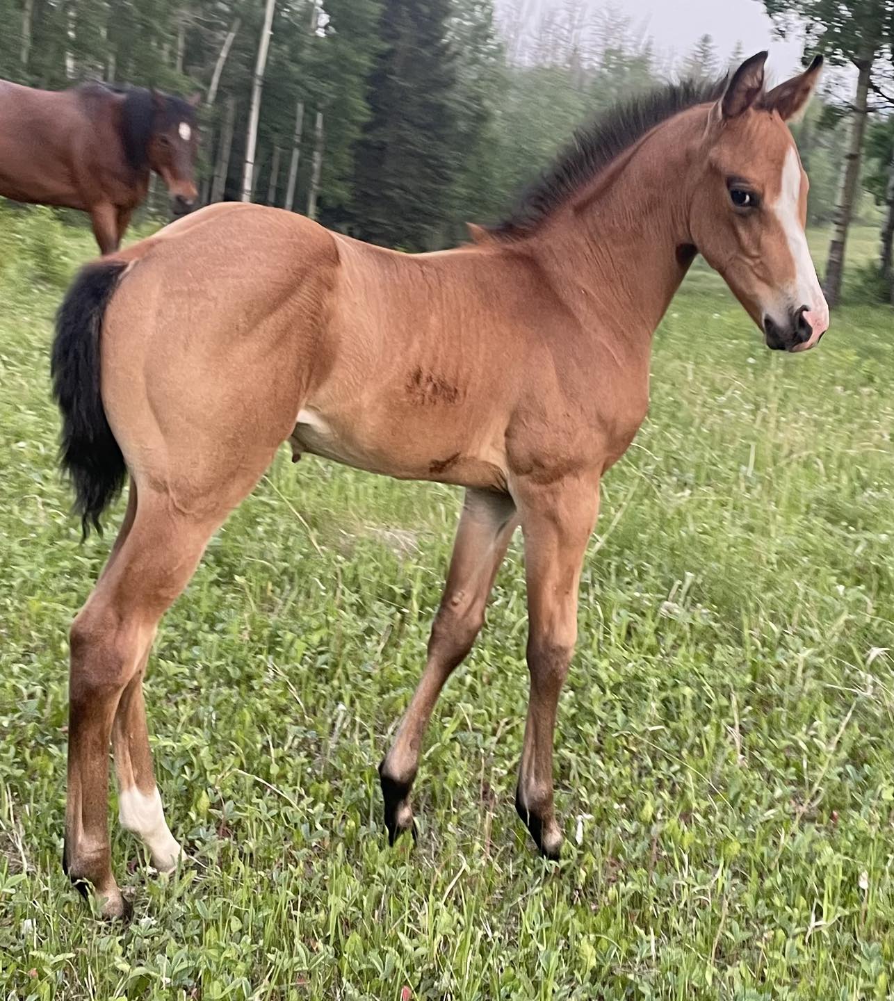 Big River Ranch | Cremona AB