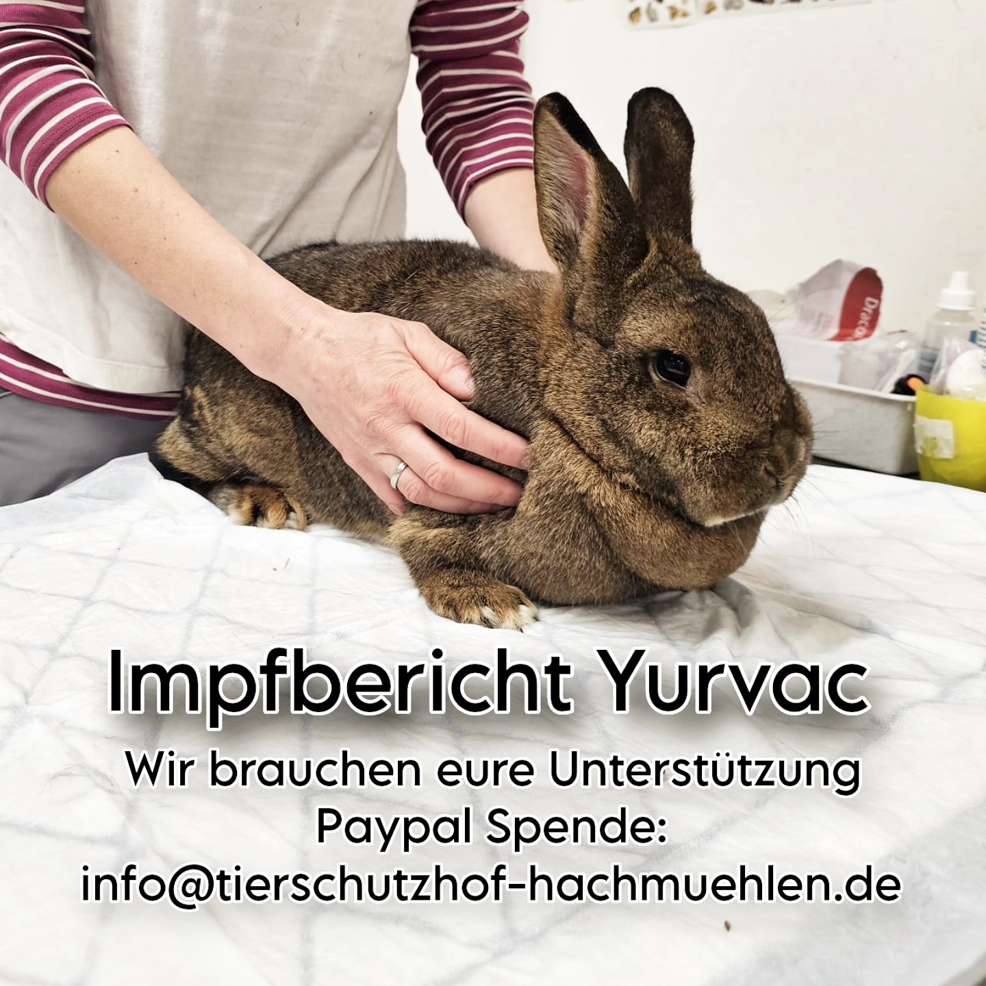 Tierschutzhof - Nach dem RHD Ausbruch in unserer Quarantäne wurde uns ...