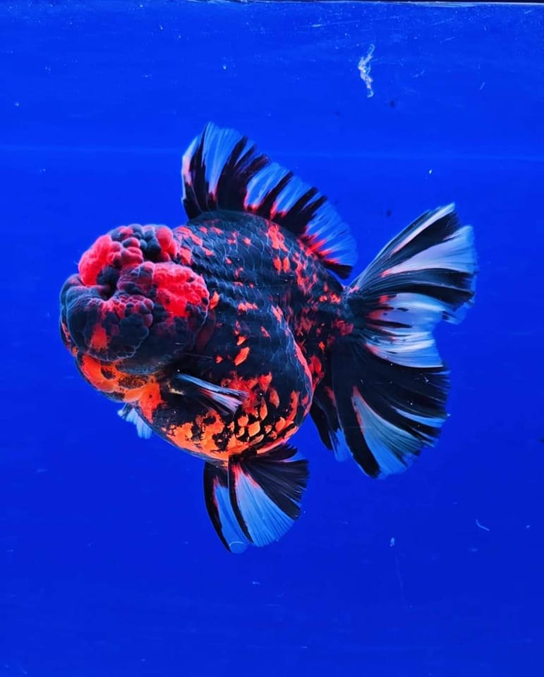 Goldfish indonesia | cari super jumbo 5 ekor | Facebook