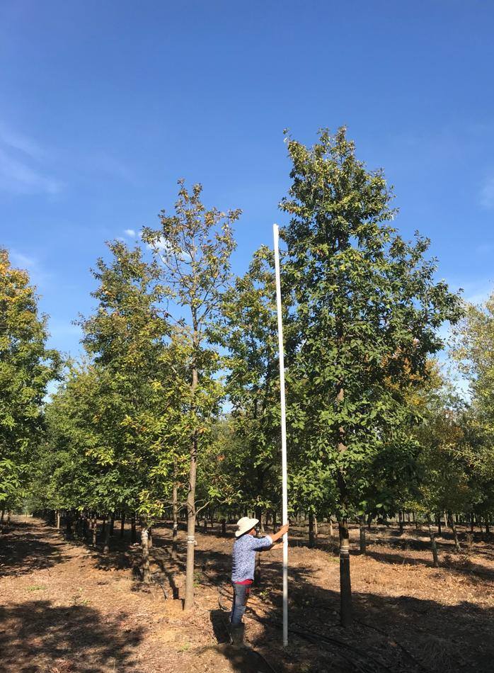 Encino Roble🌳🌿 ⭐️¡La calidad de... - Viveros del Noreste | Facebook