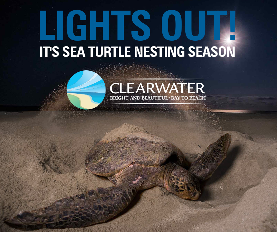 City - Sea turtle nesting season is officially here! 🐢 From May 1 ...
