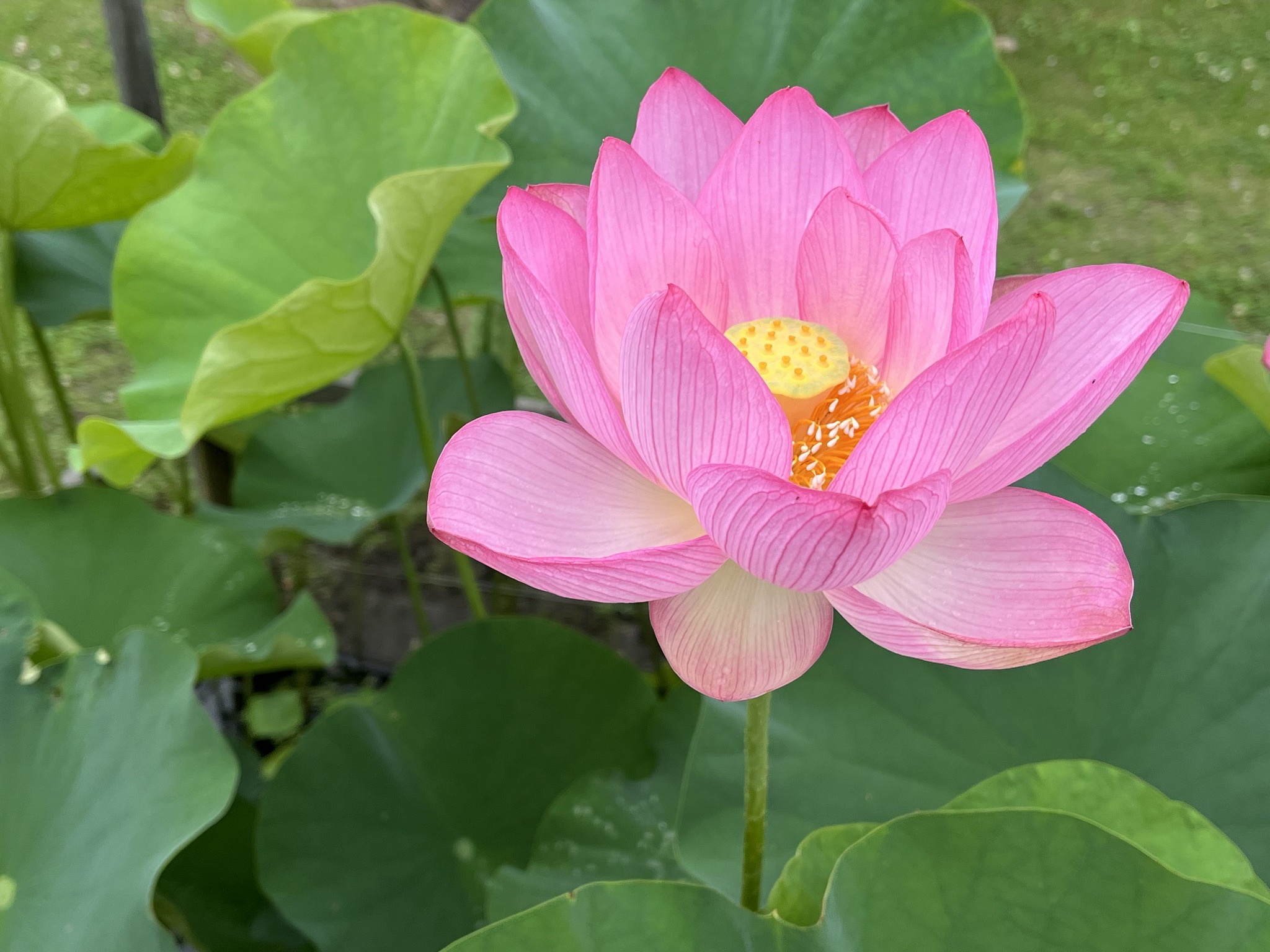 Kuma - 大賀ハス（古代ハス）＠熊本市動植物園 ハスという名前は、花床が蜂の巣に見えることから「はちす」となり、それが略されて「ハス」と ...