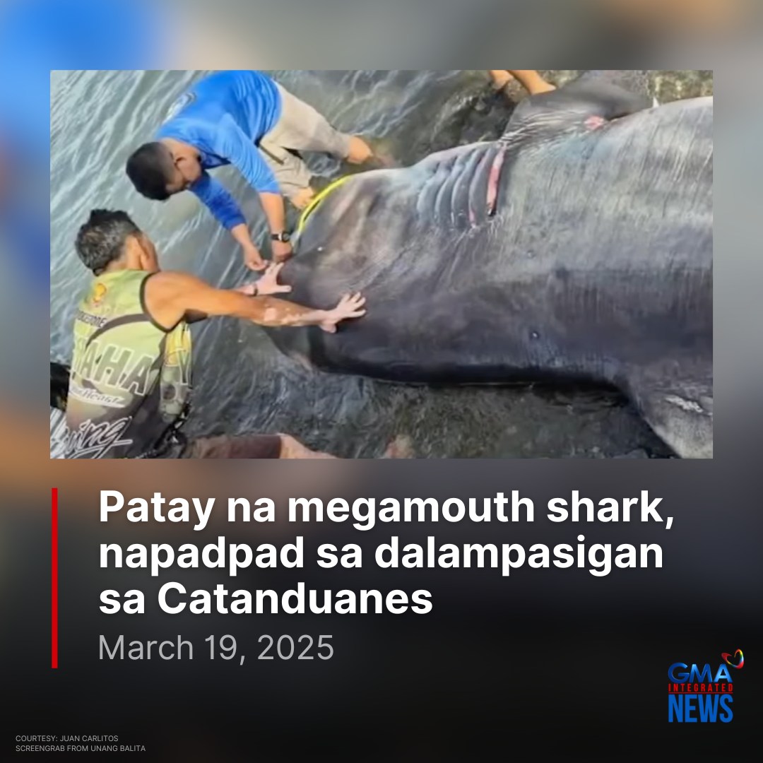 GMA News - Patay na nang mapadpad ang isang megamouth shark sa ...