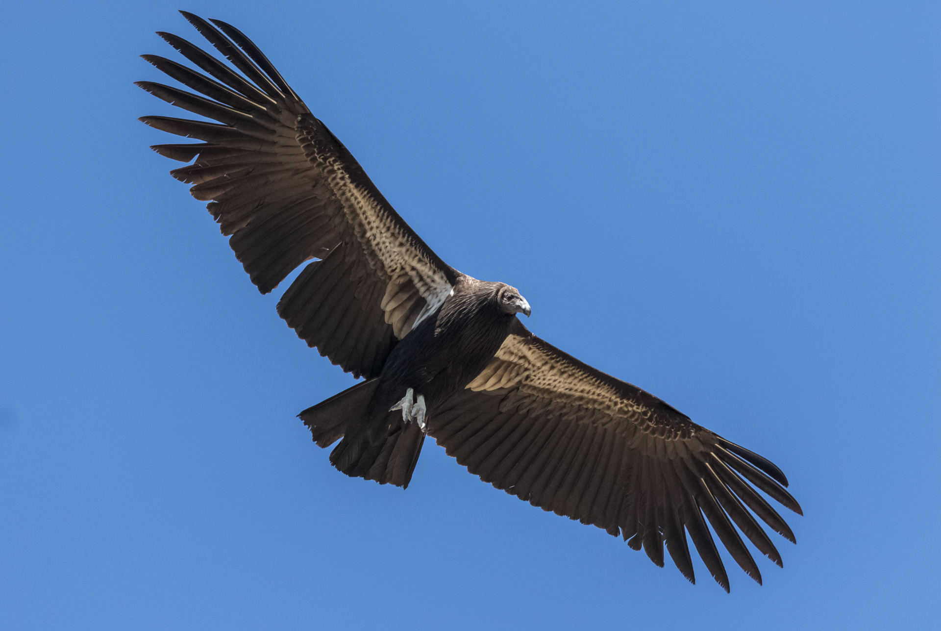 The Condor - What a big baby! This untagged juvenile California condor ...