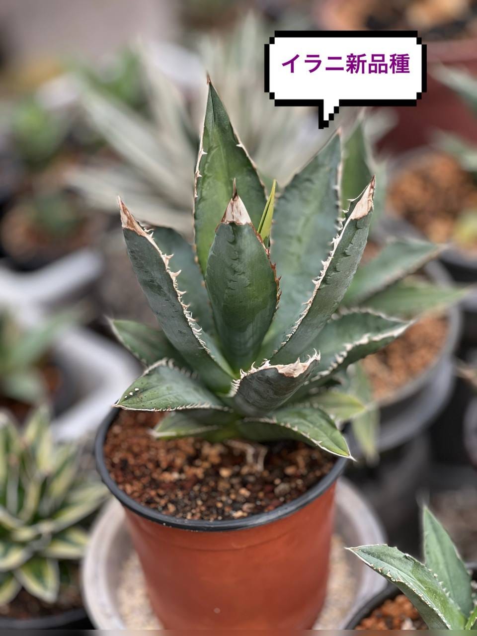 Growing agave oteroi from seeds in Japan