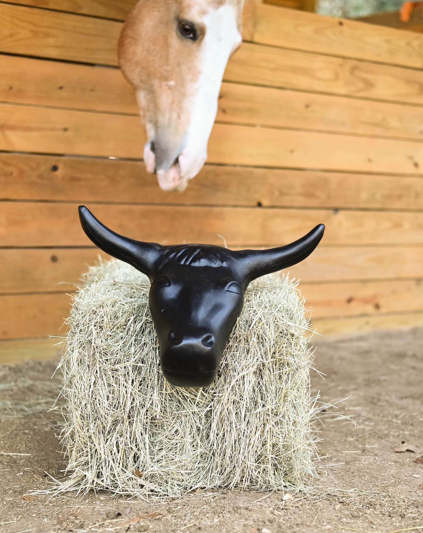 AJ Tack & Mercantile | Cypress TX