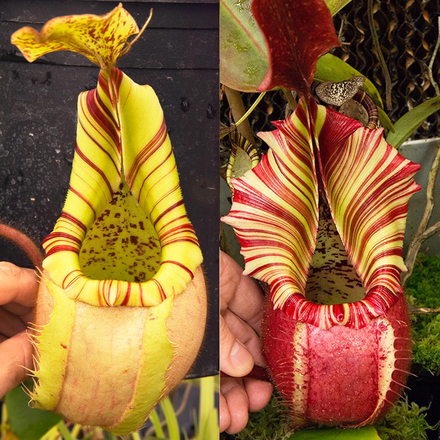 Nepenthes veitchii 'Geoff Wong x Candy Dreams' RE-3333 release