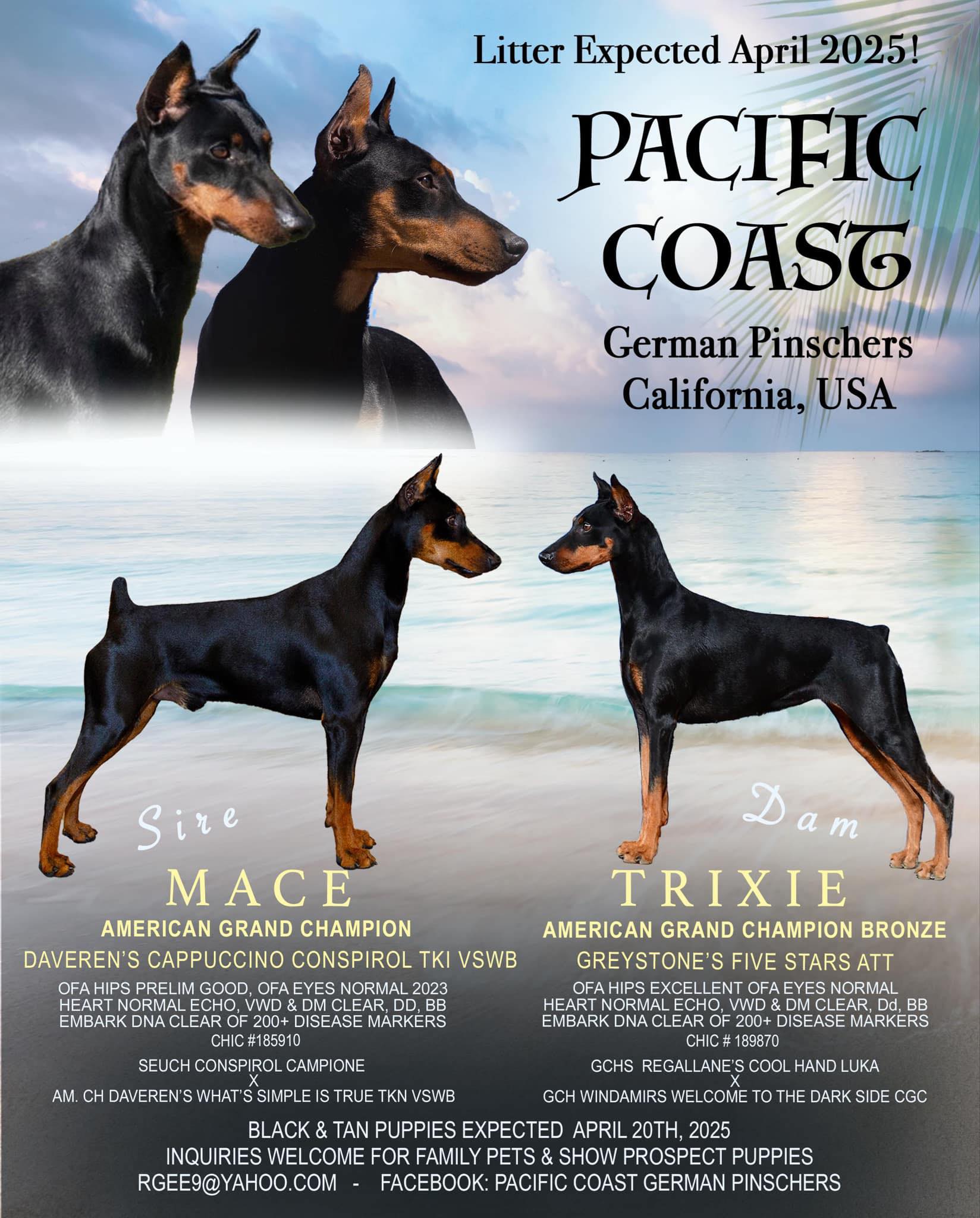 Pacific Coast German Pinschers | San Diego CA