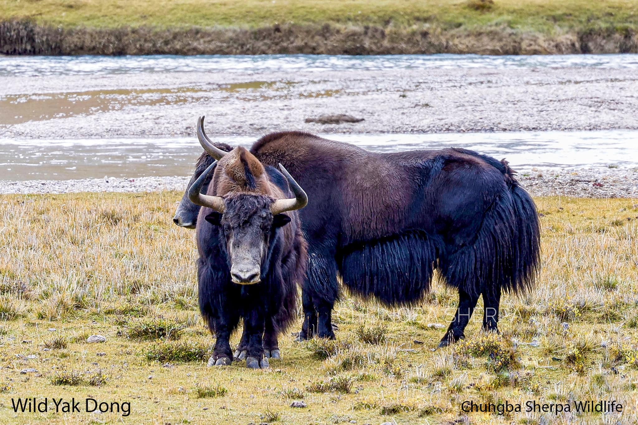 Chungba Sherpa Wildlife