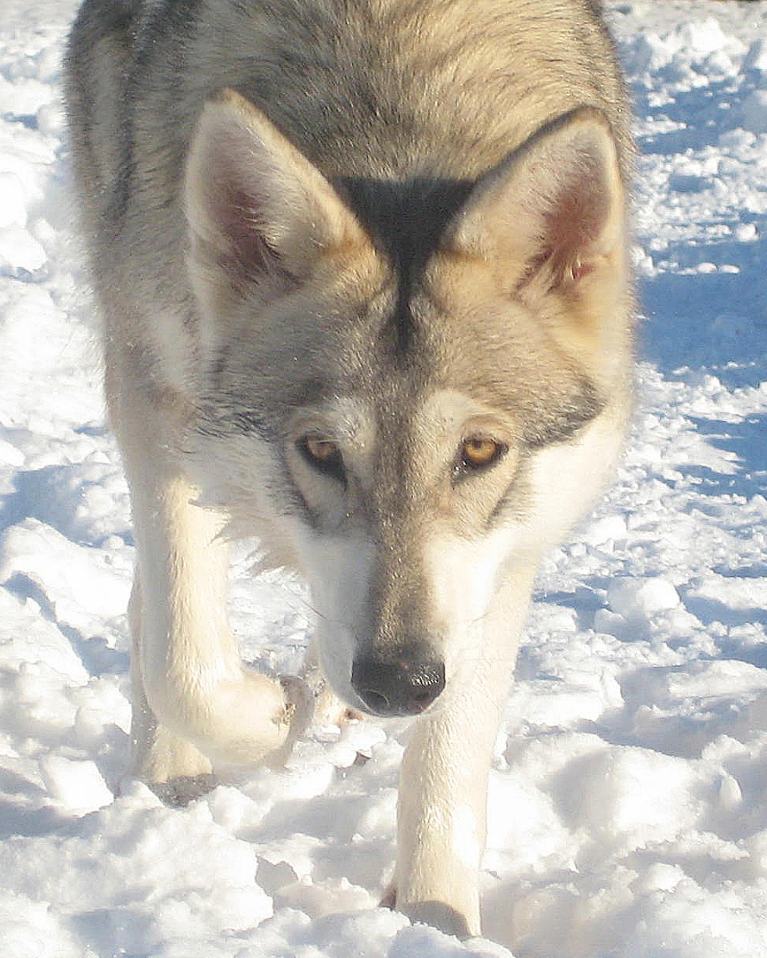South - Meet the famous Watermill Wolves in their winter glory at the # ...