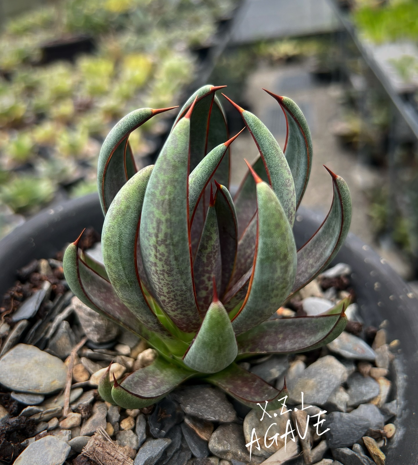 Agave hybrid XZL自育種紫之君X 瀧之白絲（Agave mangave bloodspot
