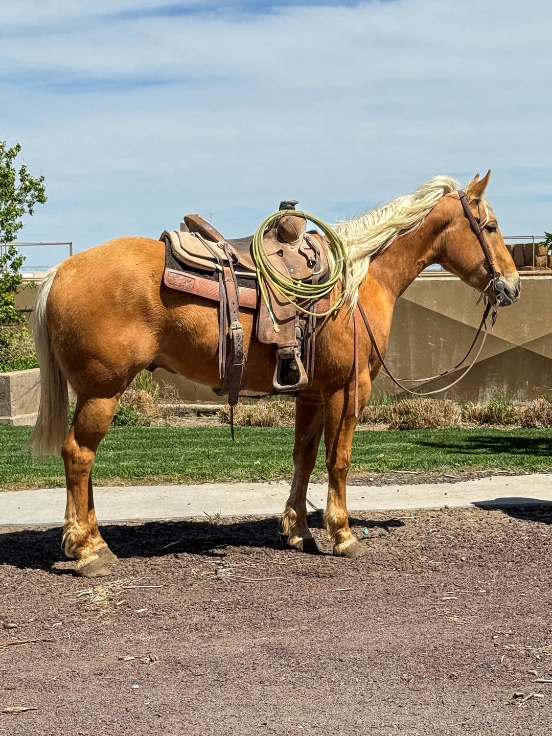 T&M Ranch and Performance Horses