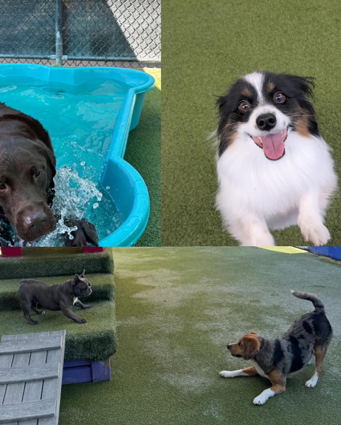 Beaches Jet Set Pets | Jacksonville Beach FL