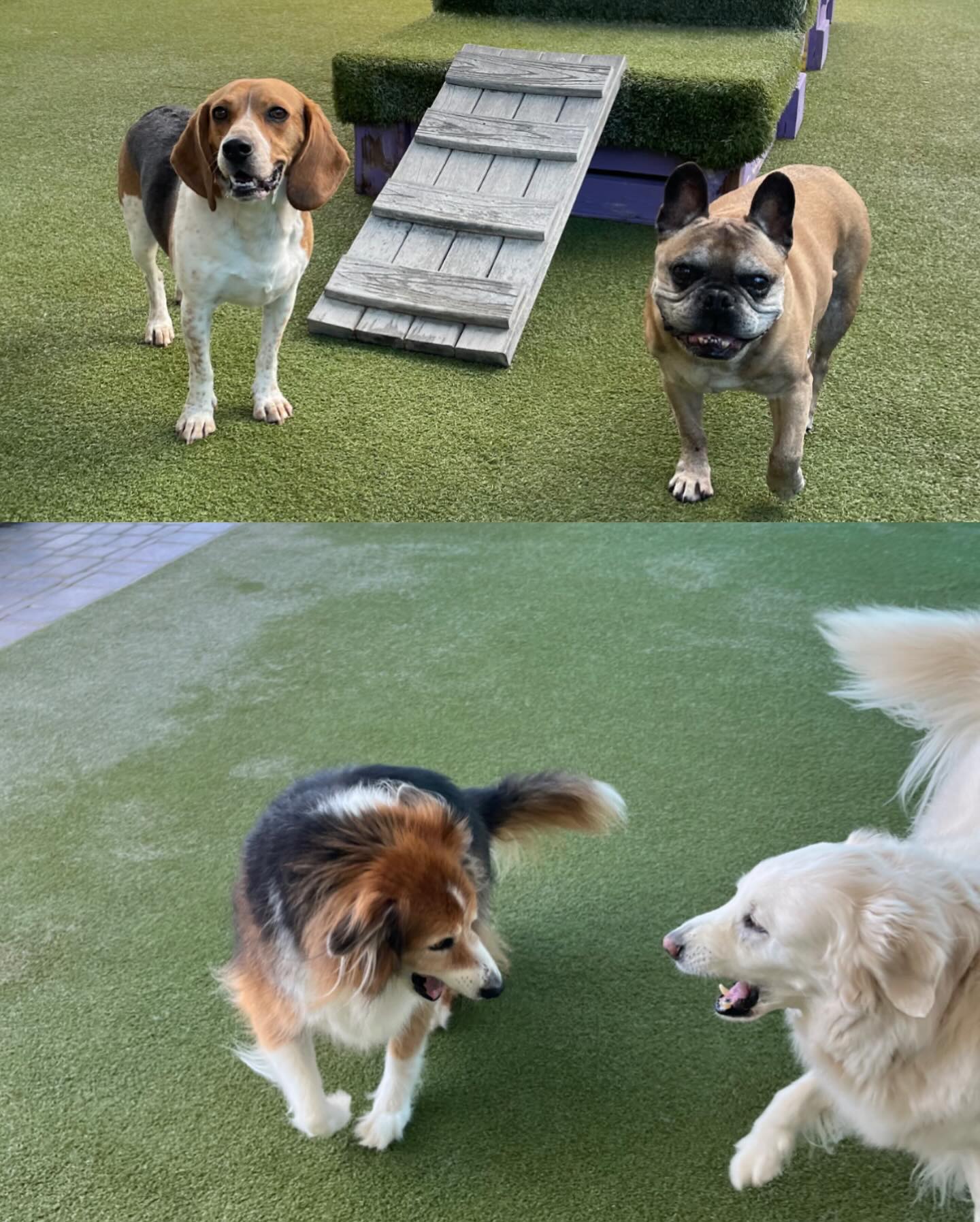 Beaches Jet Set Pets | Jacksonville Beach FL