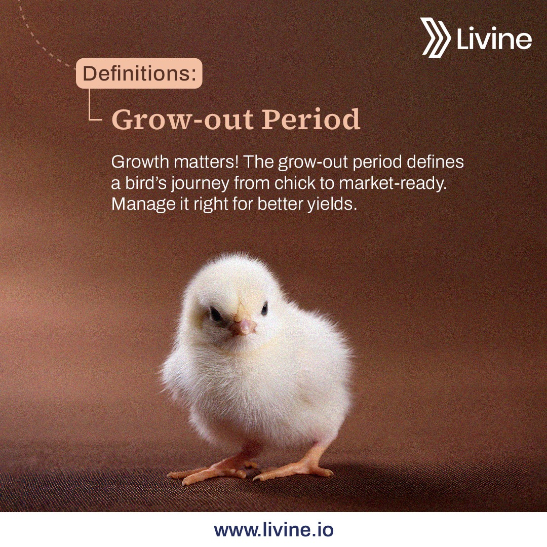 Did you know? The grow-out... - Livine Poultry Software | Facebook