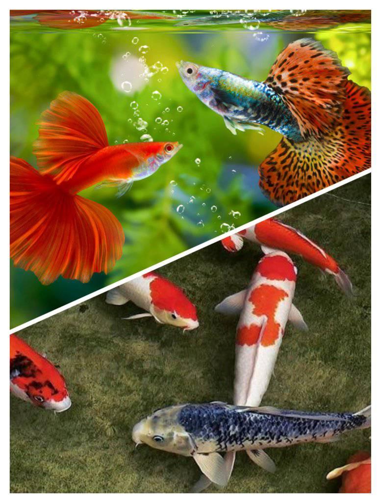 Green betta fish? Interesting? #fyp #fish #betta #animals | Off Corp