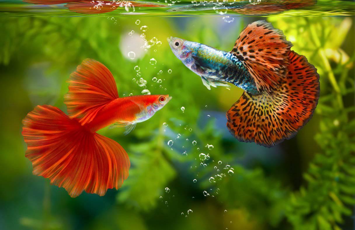 Green betta fish? Interesting? #fyp #fish #betta #animals | Off Corp