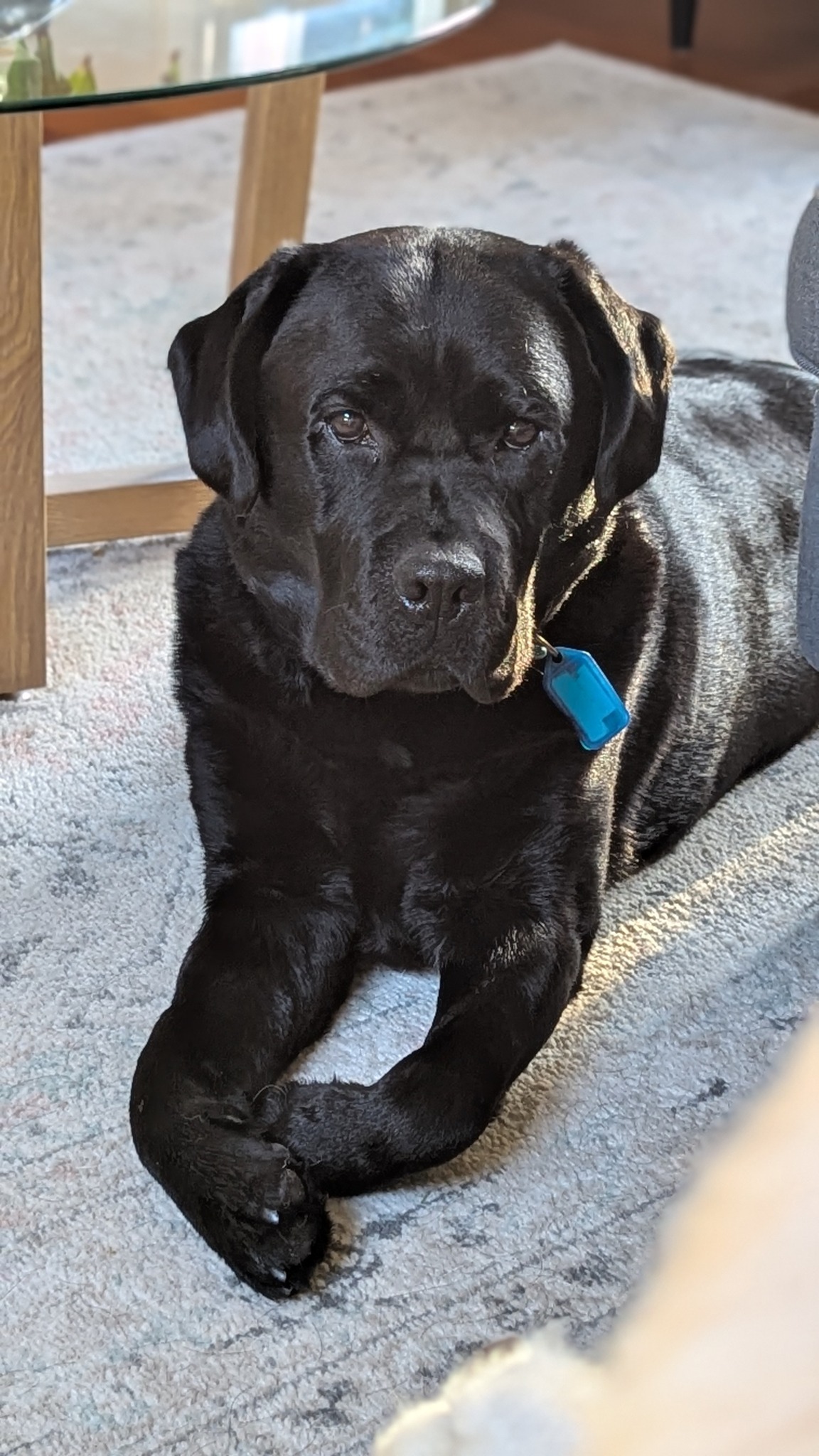 Labrador Rescue