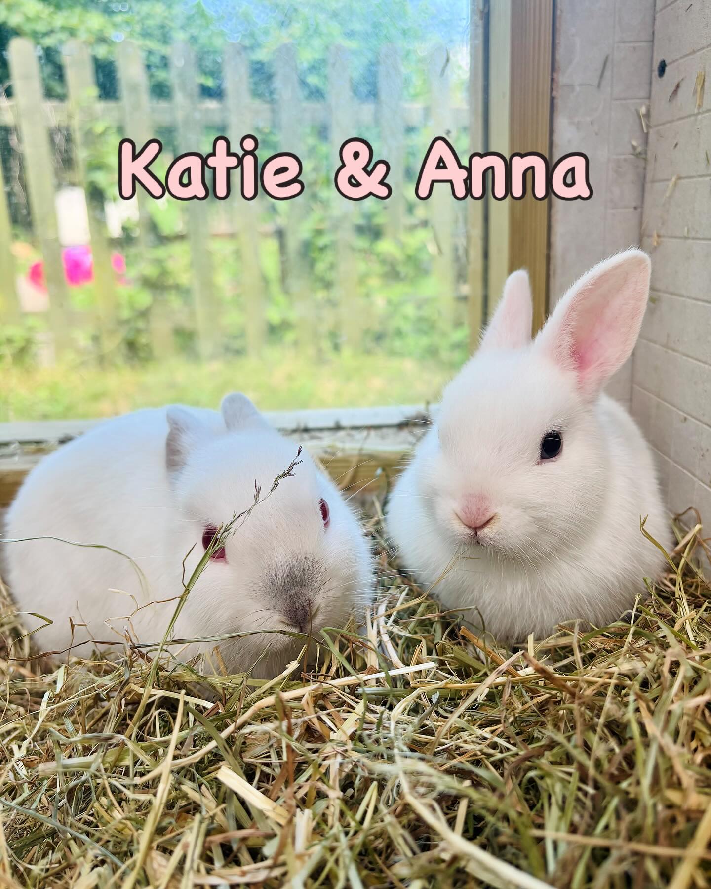 🐰 Exciting News! Our... - All Creatures Great and Small | Facebook