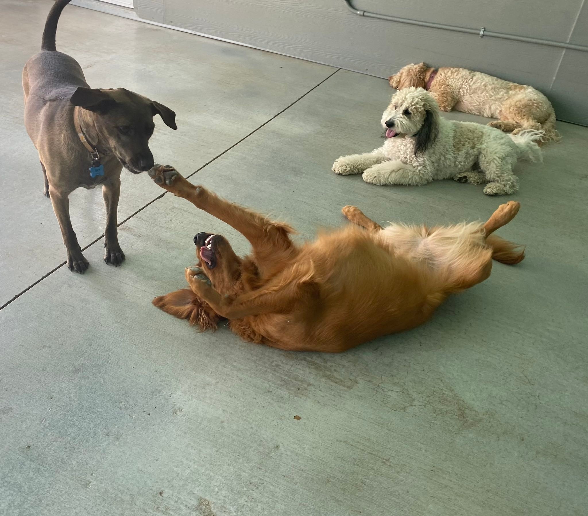 The RUFF Life Pet Resort | Morristown TN