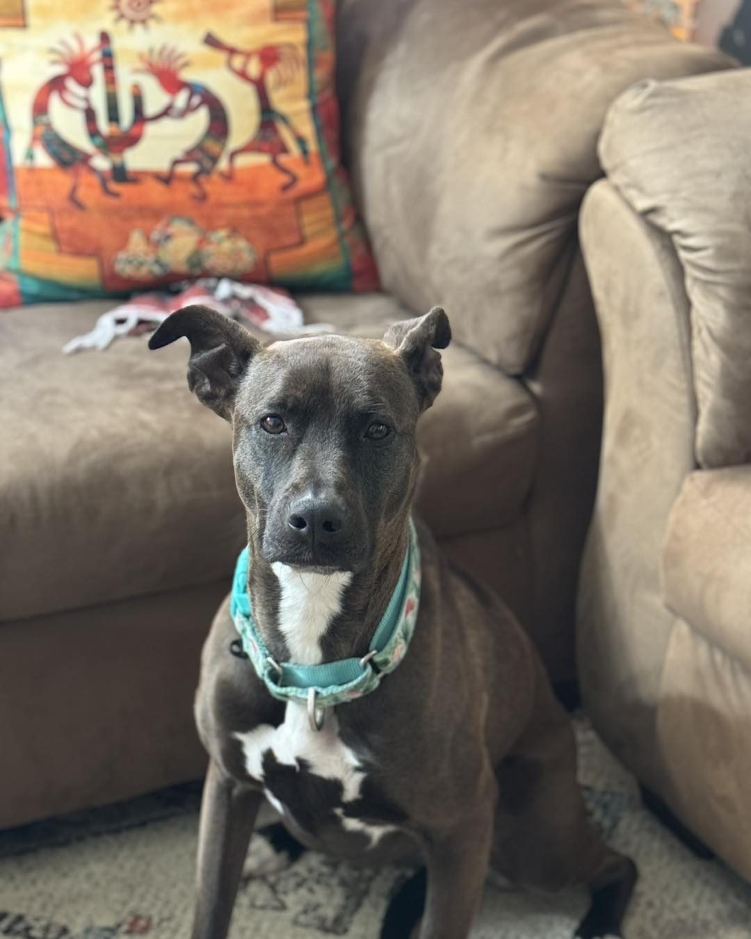 Pibble and All Paws Rescue | Lacey WA