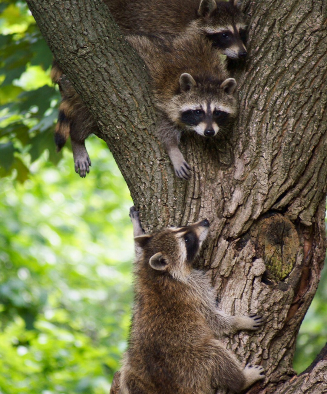 Wildlife - 🦝Baby Season Basics: Raccoon Edition!🦝 Raccoons often den in ...