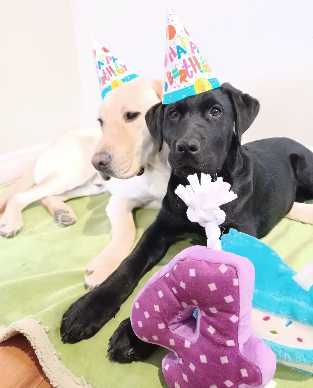 This sweet pup turns 4 months old... - Pup with a Destiny