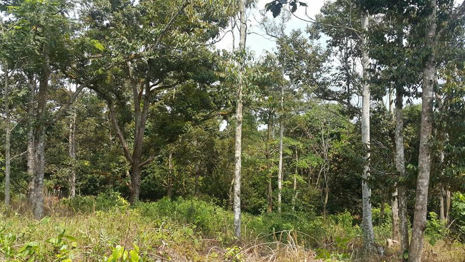Sold Tanah Dusun Untuk Tanah Untuk Dijual Johor Facebook