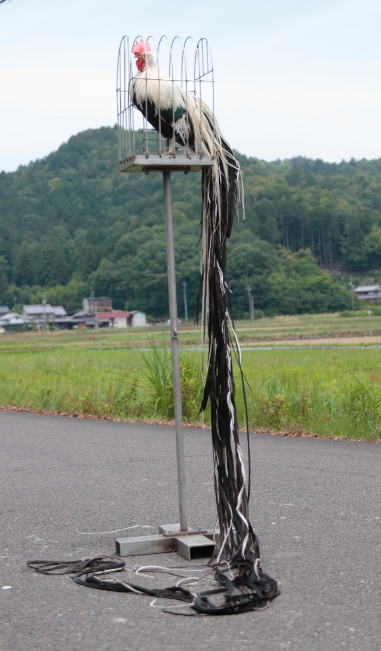 カラフルな尾長鶏 アンティーク 尾長鶏のオブジェ 古道具 ビンテージ