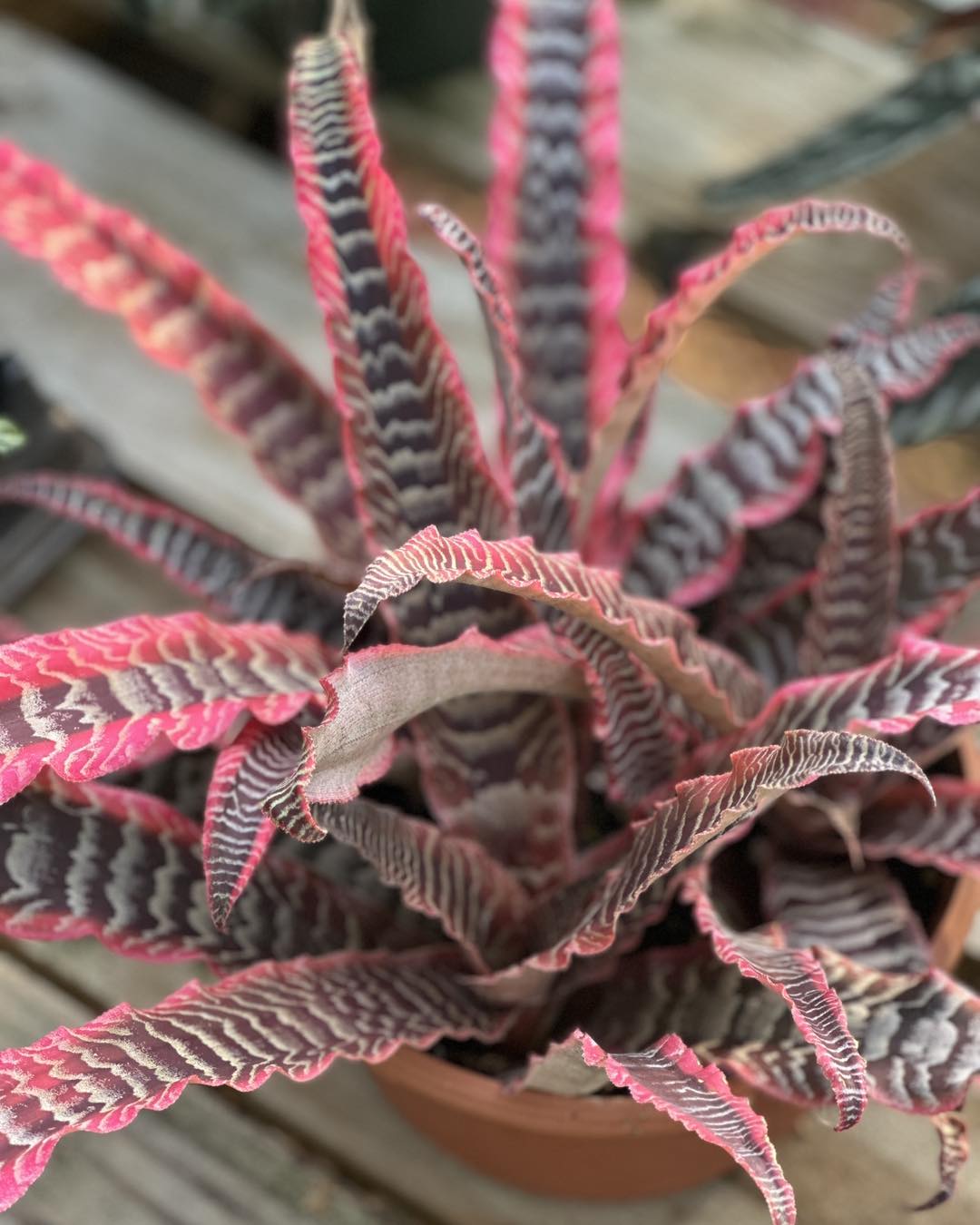 Cryptanthus 'Love Potion # 9' ready to bloom.