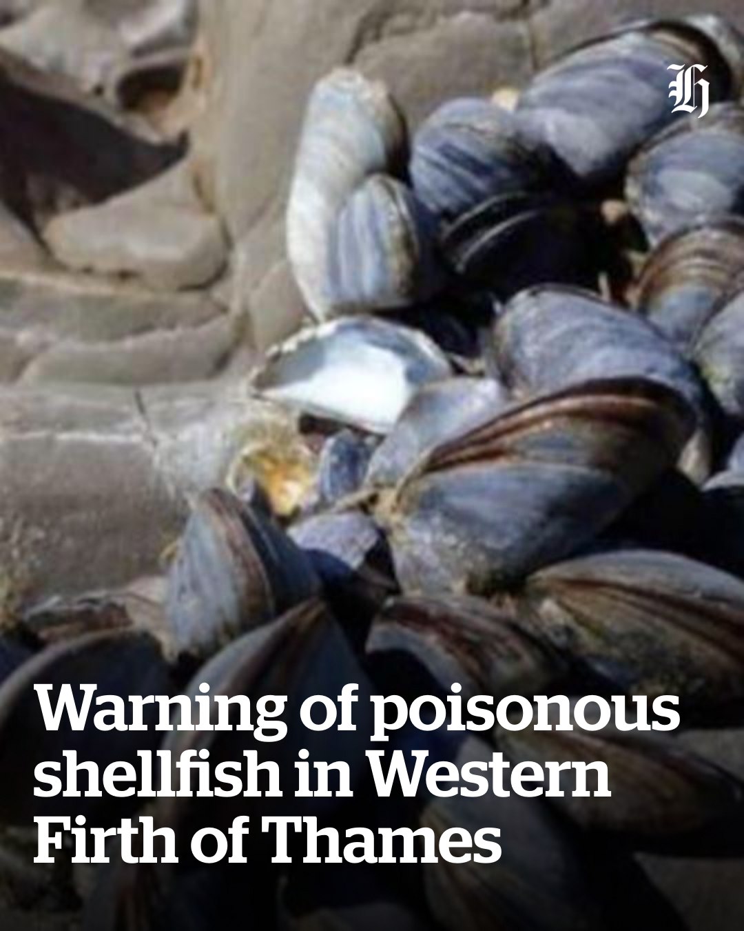 nzherald.co.nz - Routine tests on shellfish from Waimangu... | Facebook