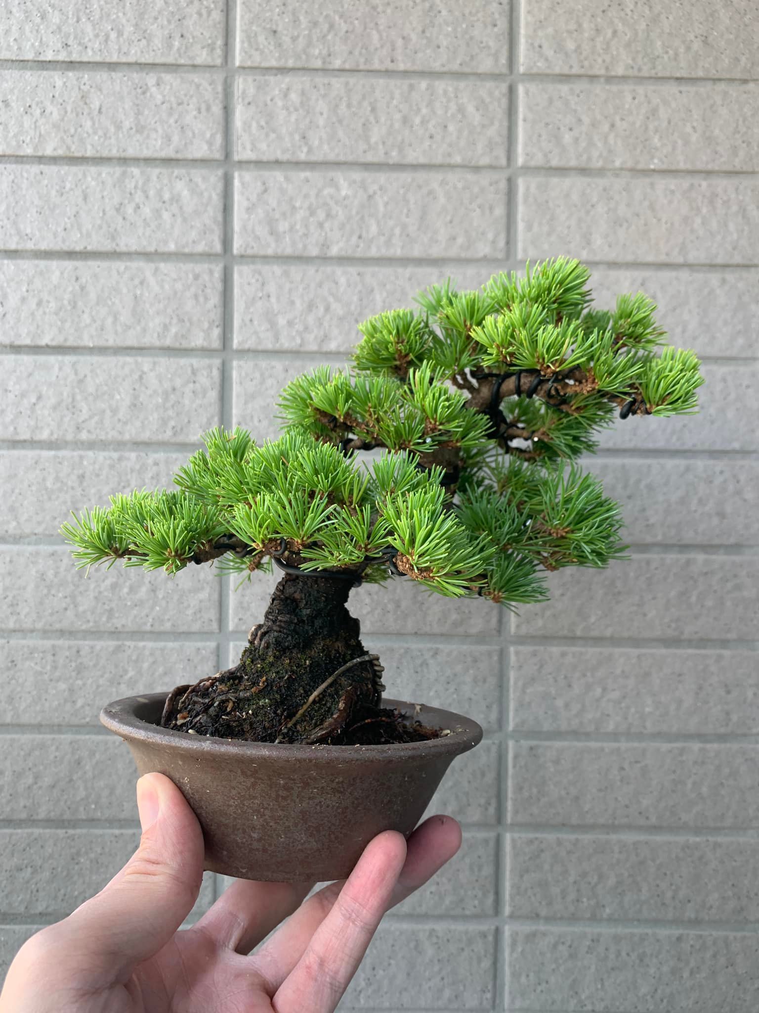 晴園盆景-Js Bonsai - 日本明星五針松 - 五針松中最頂級品種之一，如其名，是五針松中的明星😄😄... | Facebook