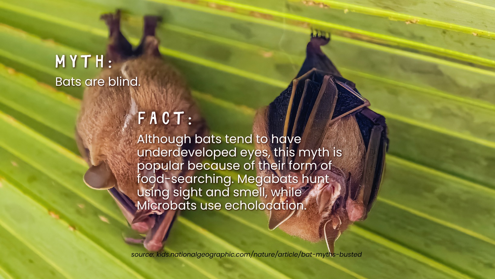🦇 Starting off... - Wekiva Wild and Scenic River System | Facebook
