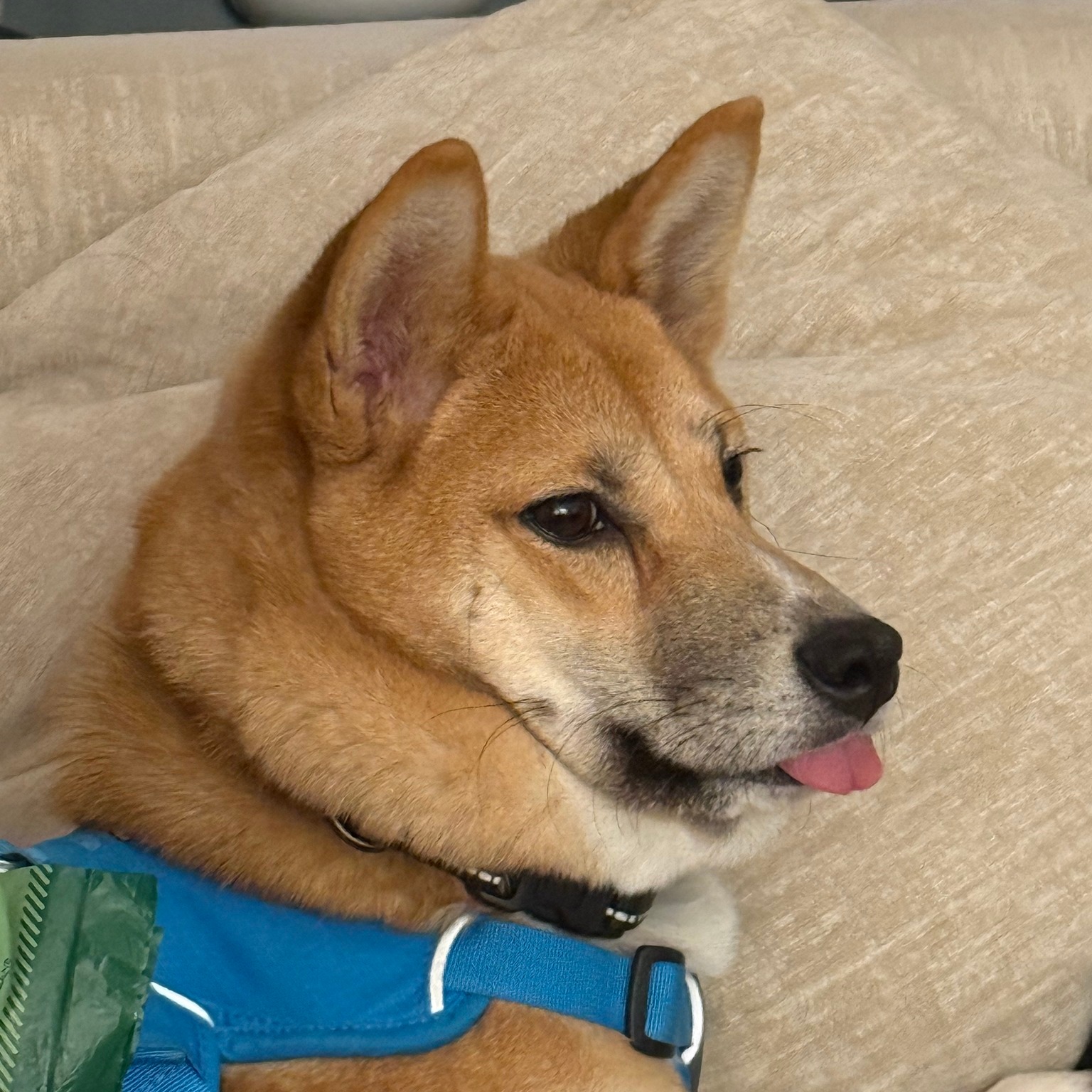 Shiba Inu Rescue... - Shiba Inu Rescue Association (SIRA)