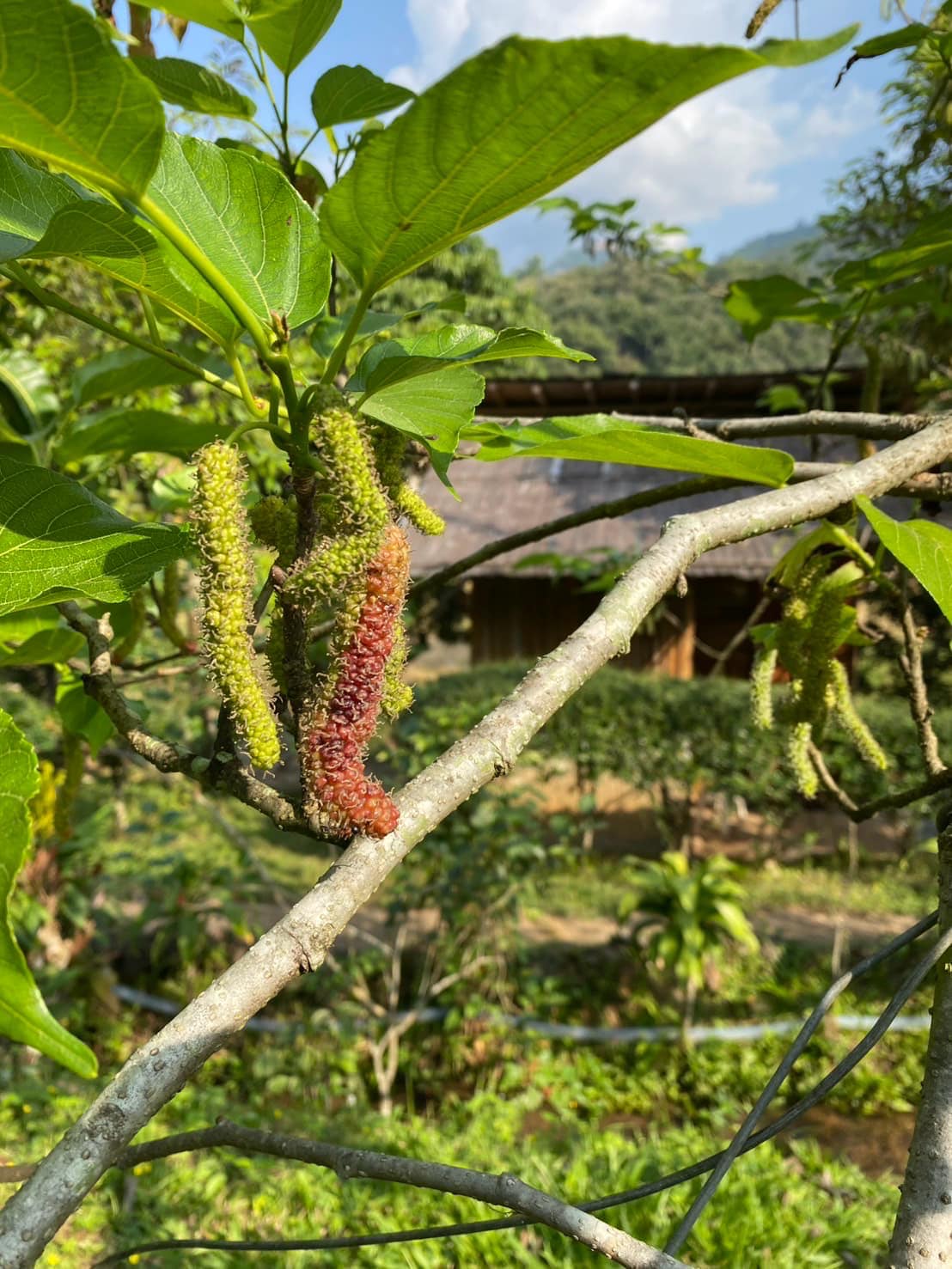 บ้านสวนฮักนา HugNa HomeStay | Chiang Mai