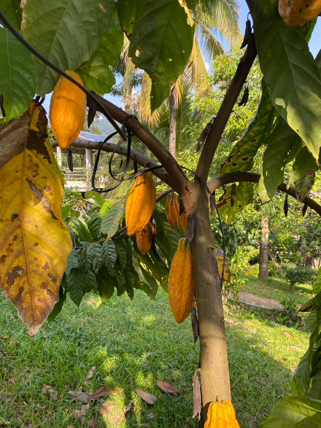 บ้านสวนฮักนา HugNa HomeStay | Chiang Mai