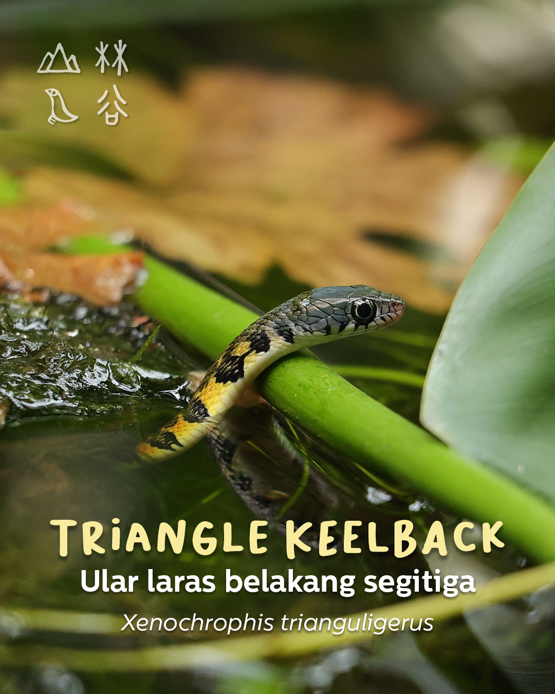 Turi Valley | Chenderiang