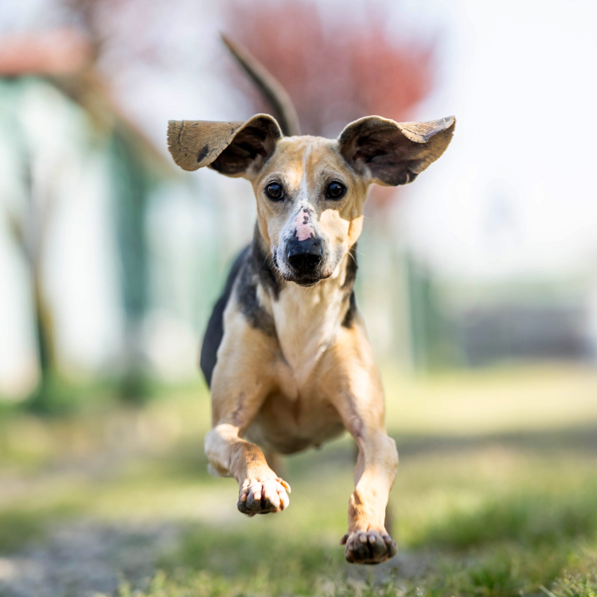 Hundehilfe - Mit dem tristen Tierheimalltag ist es nun für Ringo auch ...